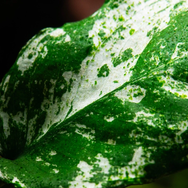 Tropica Akvarieplante Clips Anubias barteri var. nana 'Pinto'
